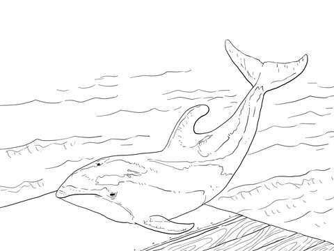 Pacific White Sided Dolphin Coloring Page